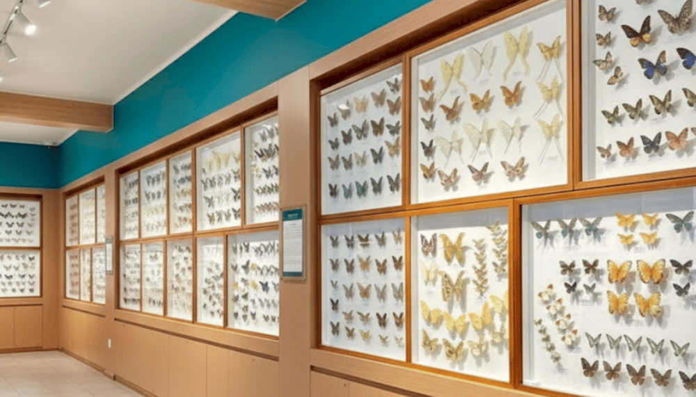 Different animals are on display at the museum